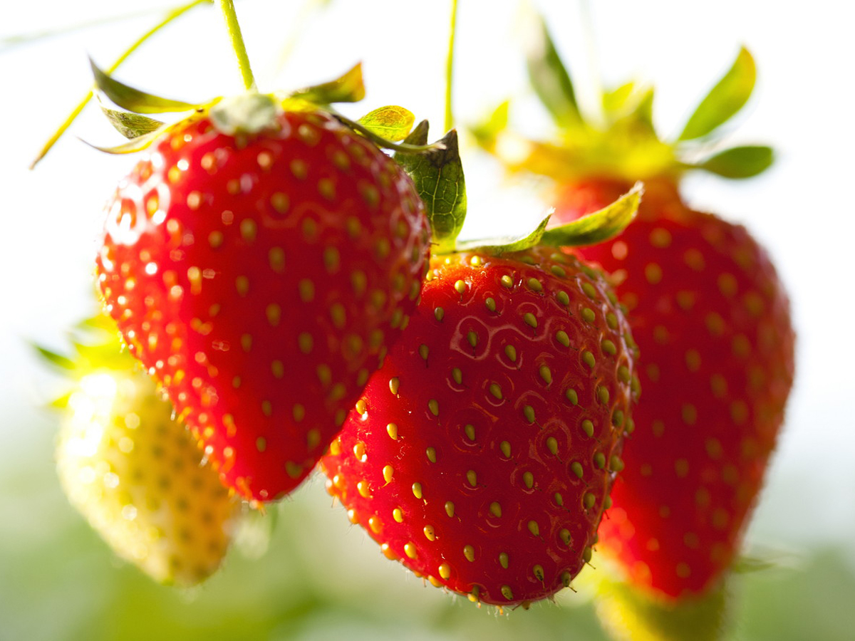 いちご狩り　蒲郡オレンジパーク