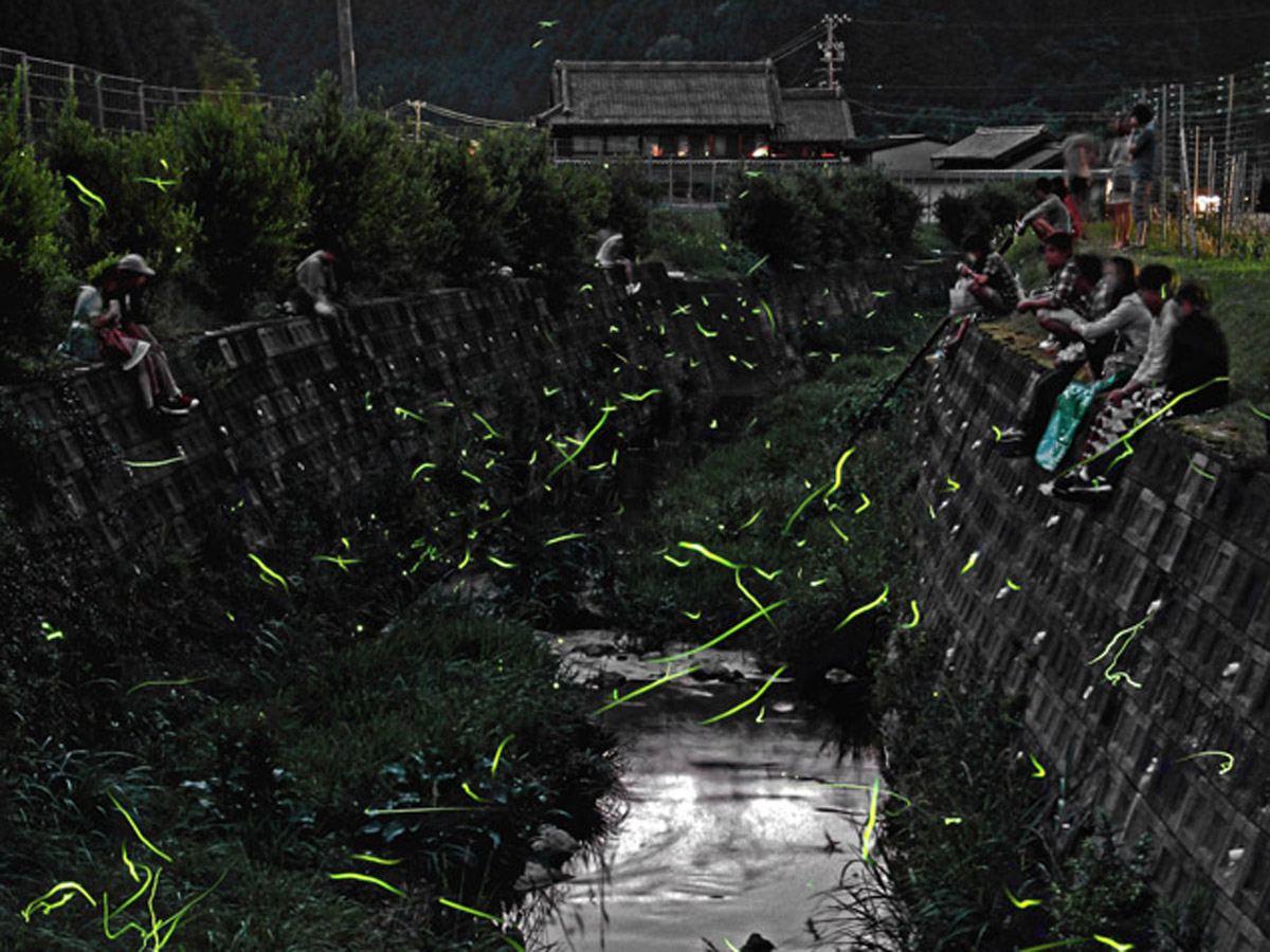 鳥川ホタルの里