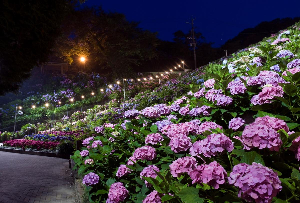 形原溫泉紫陽花節