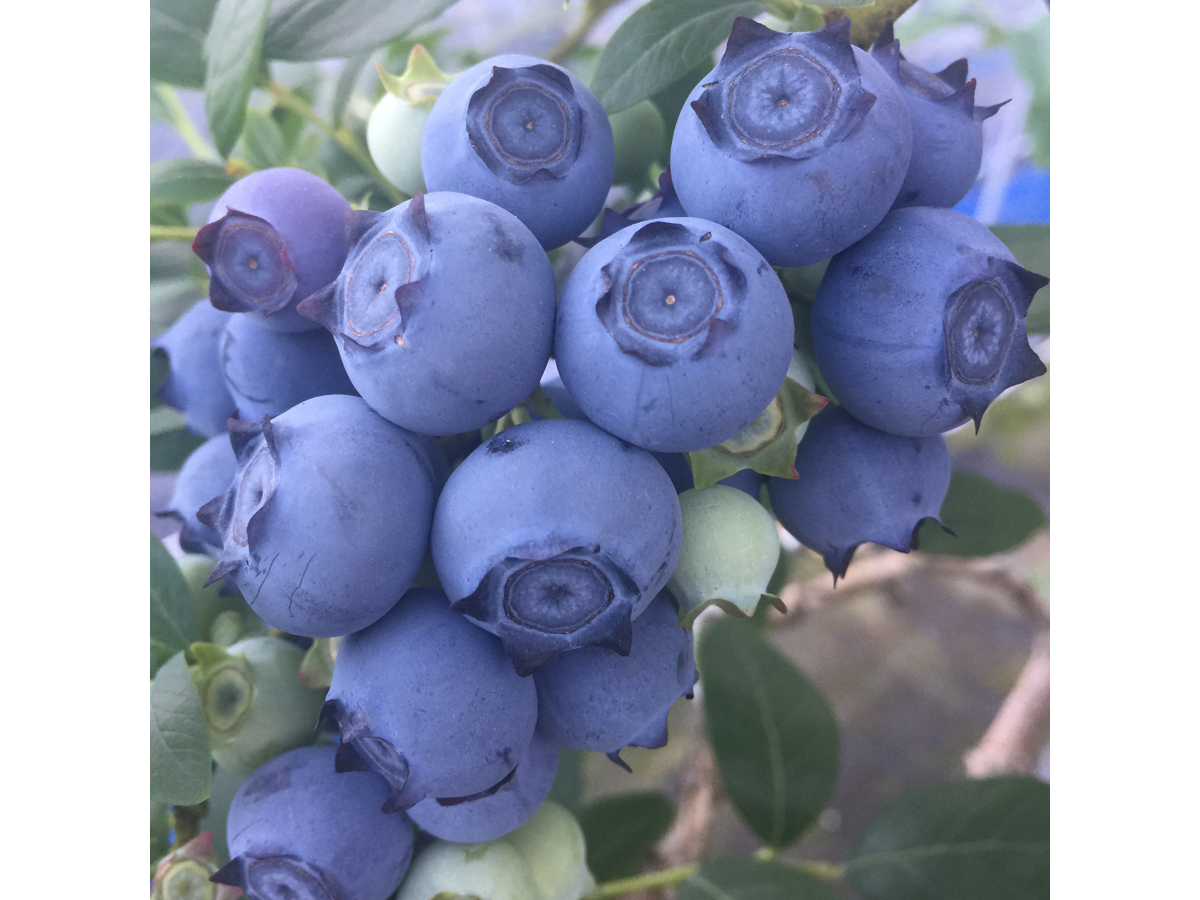 ブルーベリーファームおかざき