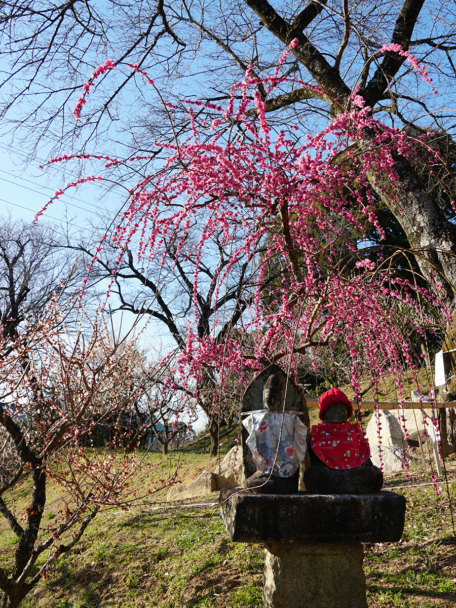 Iwazu Temmangu Shrine Plum Blossom Festival