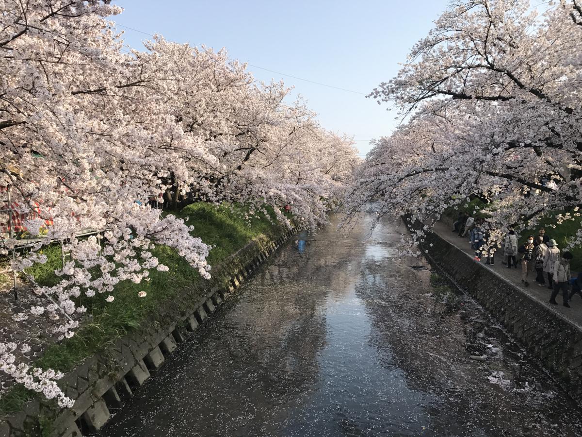 岩倉桜まつり