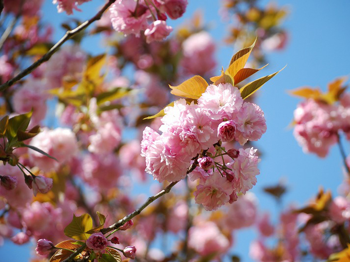 フラワーパーク江南　さくら祭り
