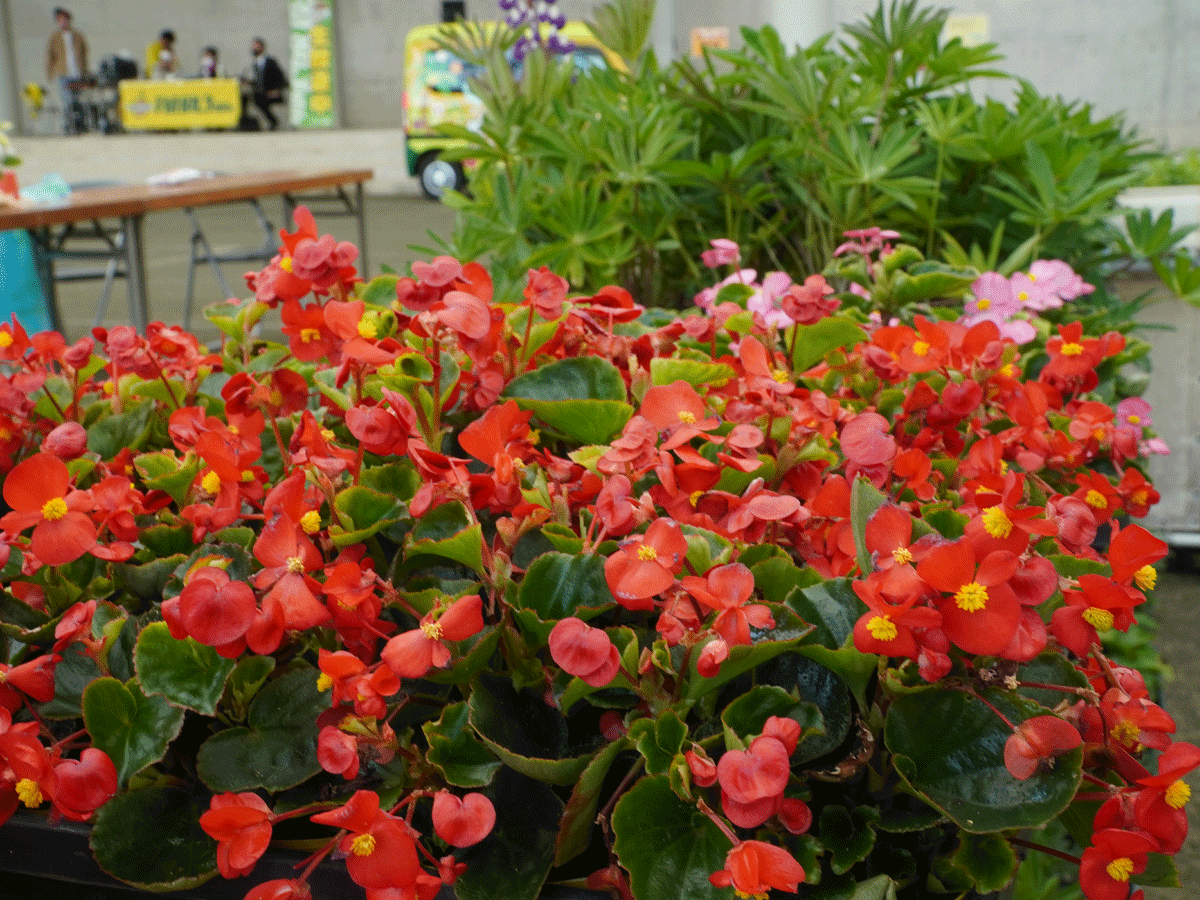 サンテパルクたはら　農業祭