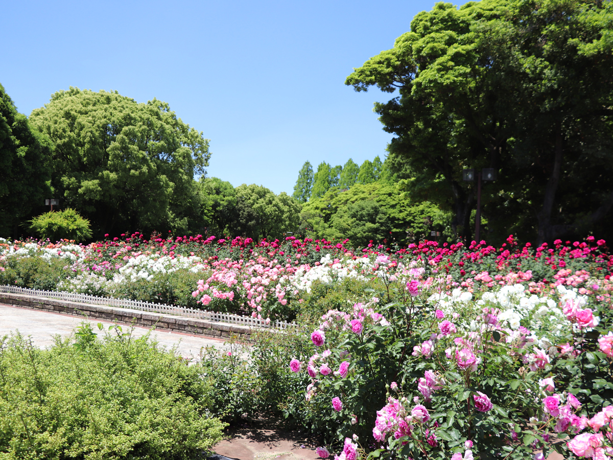 初夏の華まつり～バラ・ハナショウブ～