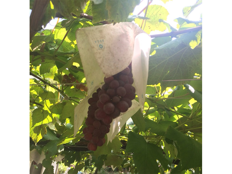 Okazaki Komadachi Grape Picking (Okazaki Komadachi Budogari)