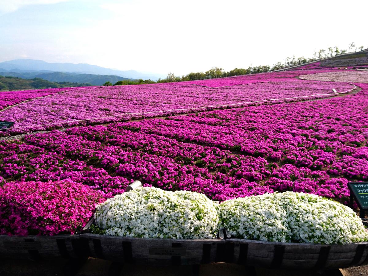 Mt. Chausu Highland Creeping Phlox Festival
