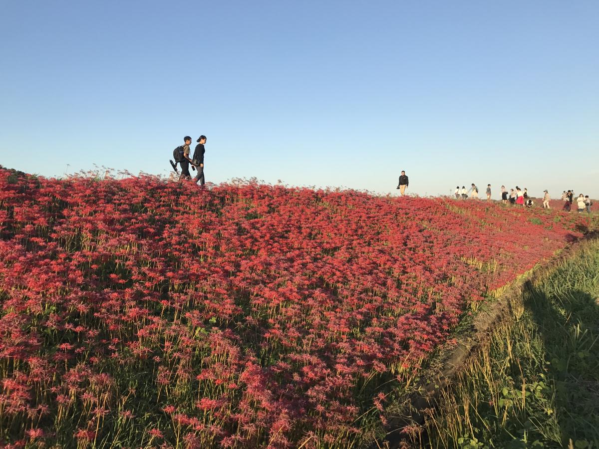 Yakachi River and Red Spider Lily Fields