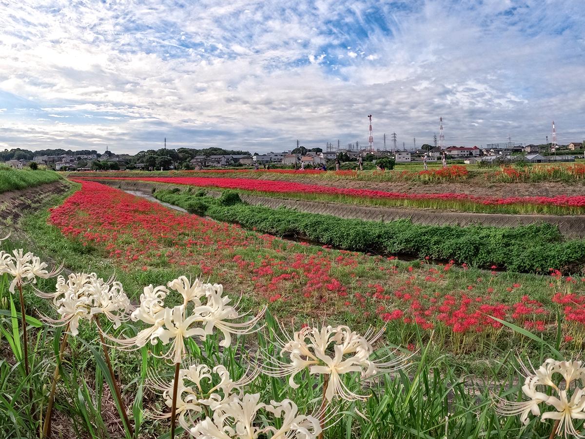矢勝川（彼岸花）