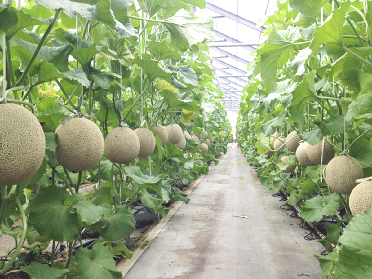 ニュー渥美観光 メロン狩り