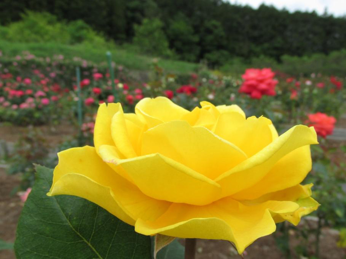 奥殿陣屋　バラまつり
