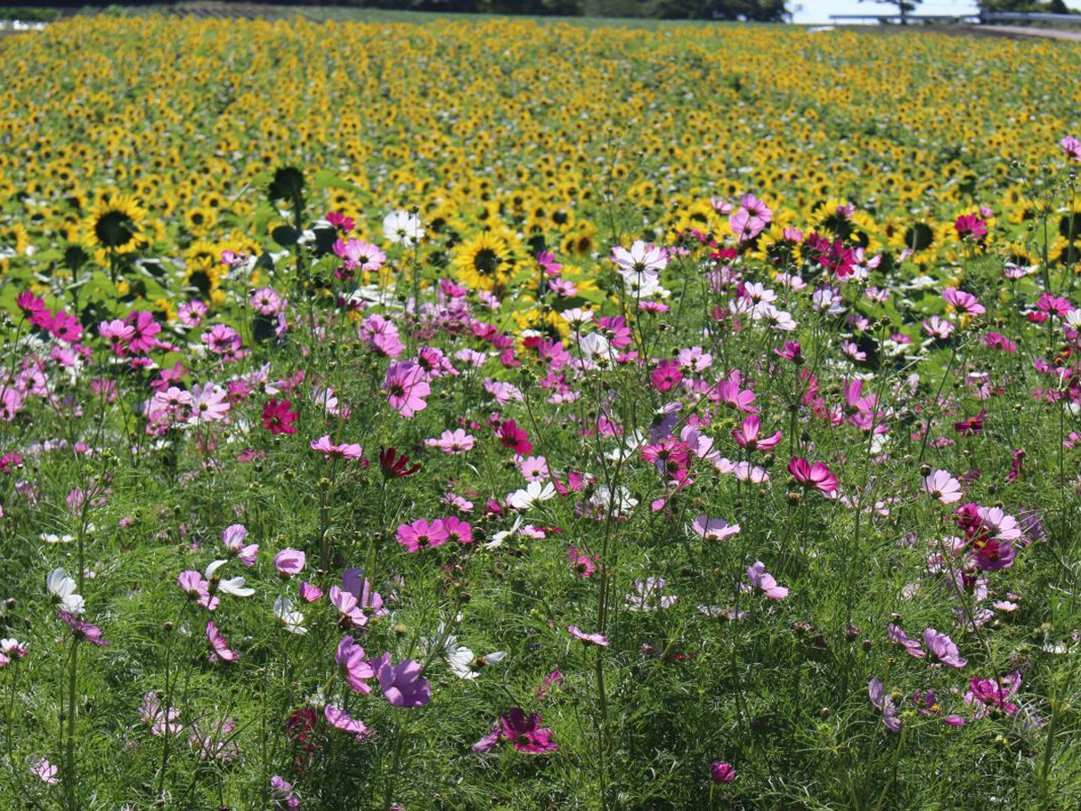 Sunflower and Cosmos Fields