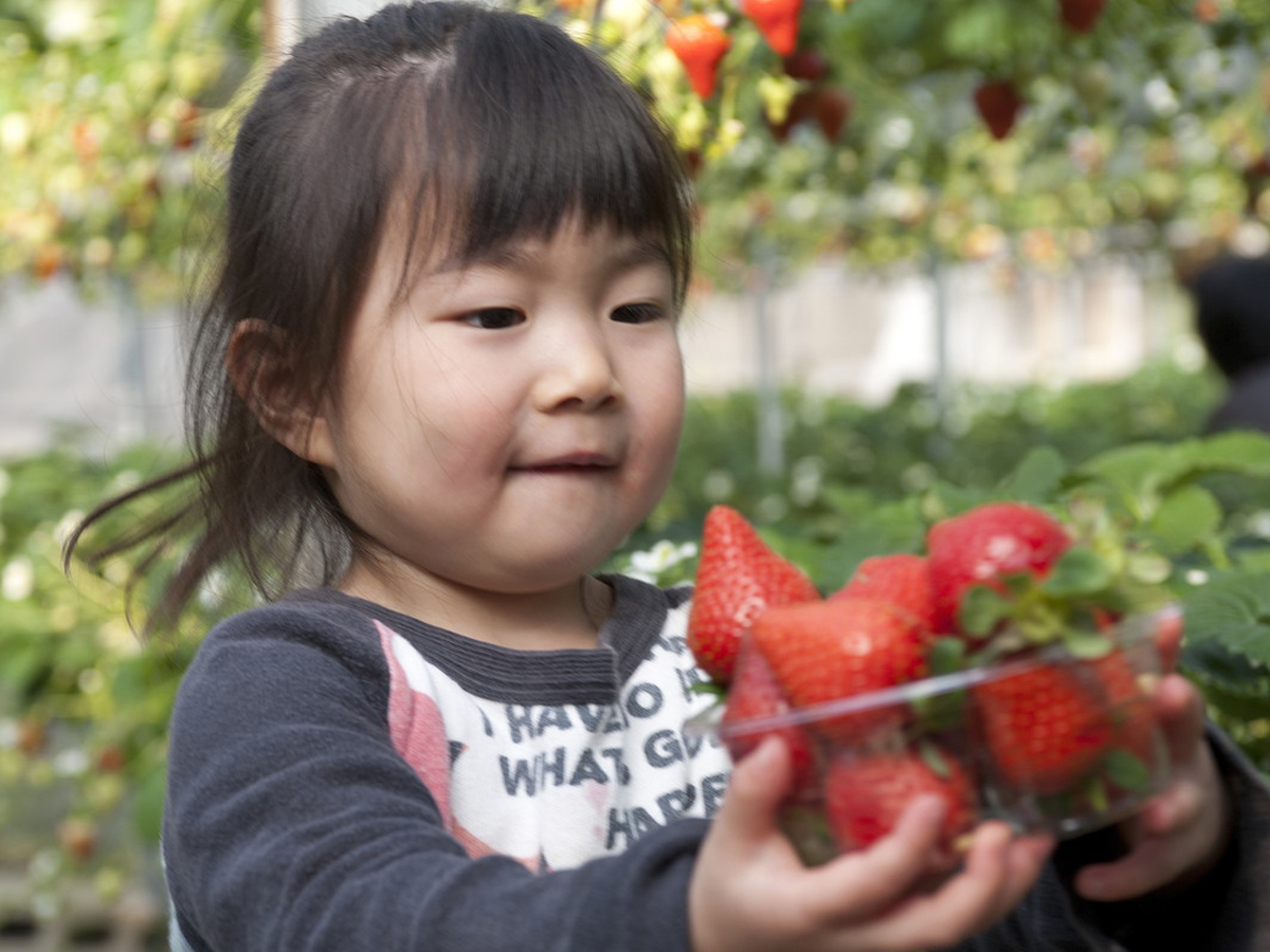 いちご狩り　蒲郡オレンジパーク