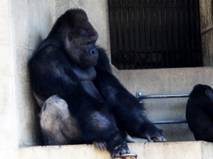 สวนสัตว์และสวนพฤกษศาสตร์ฮิกาชิยามะ  และฮิกาชิยามะ สกาย ทาวเวอร์