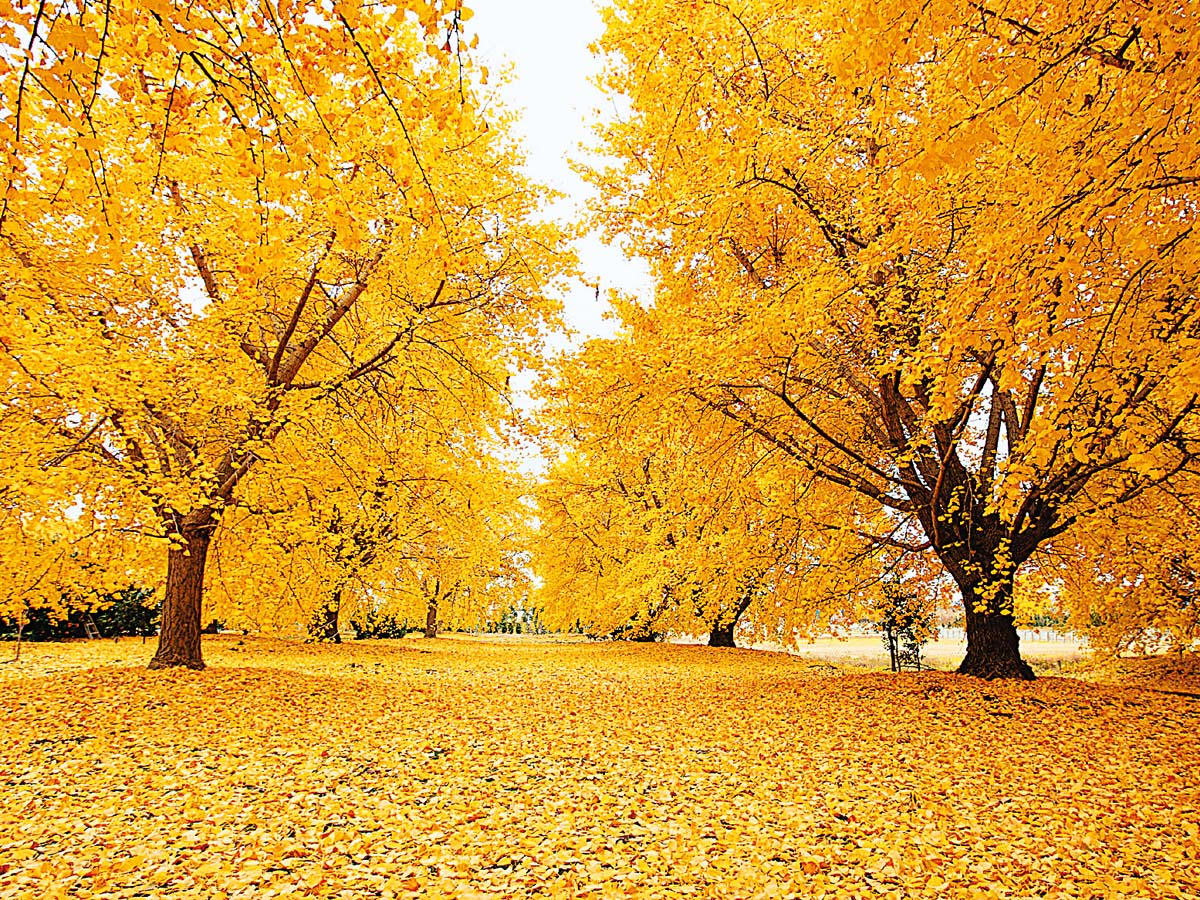 そぶえイチョウ黄葉まつり