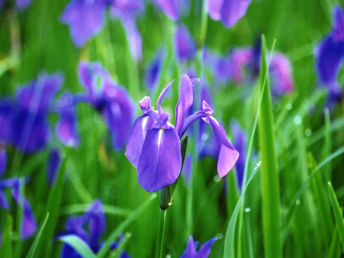 小堤西池のカキツバタ群落