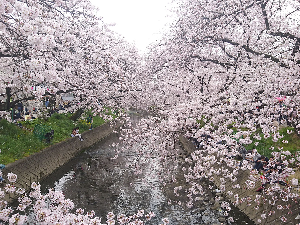 岩倉桜まつり