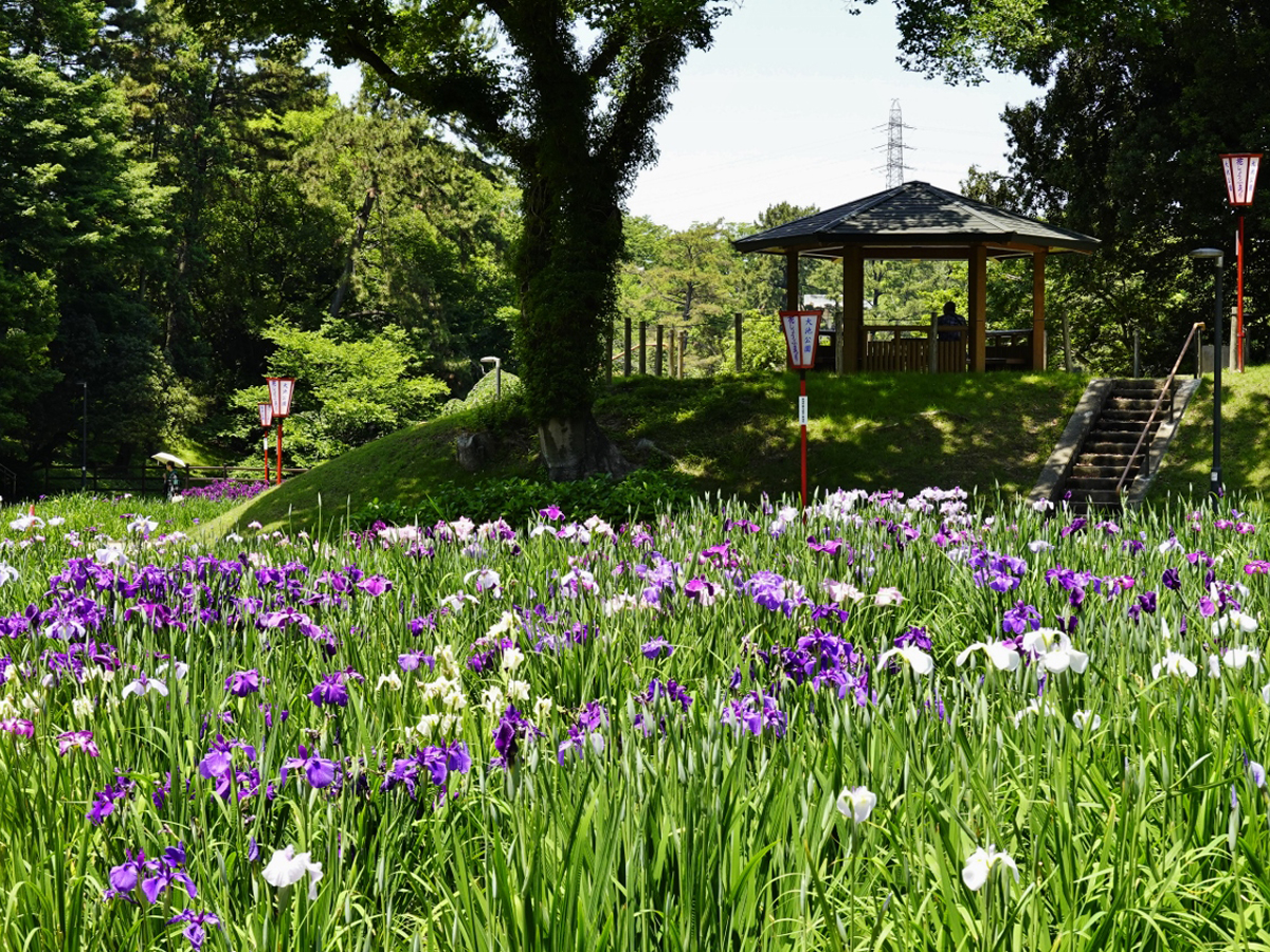 大池公園花しょうぶまつり