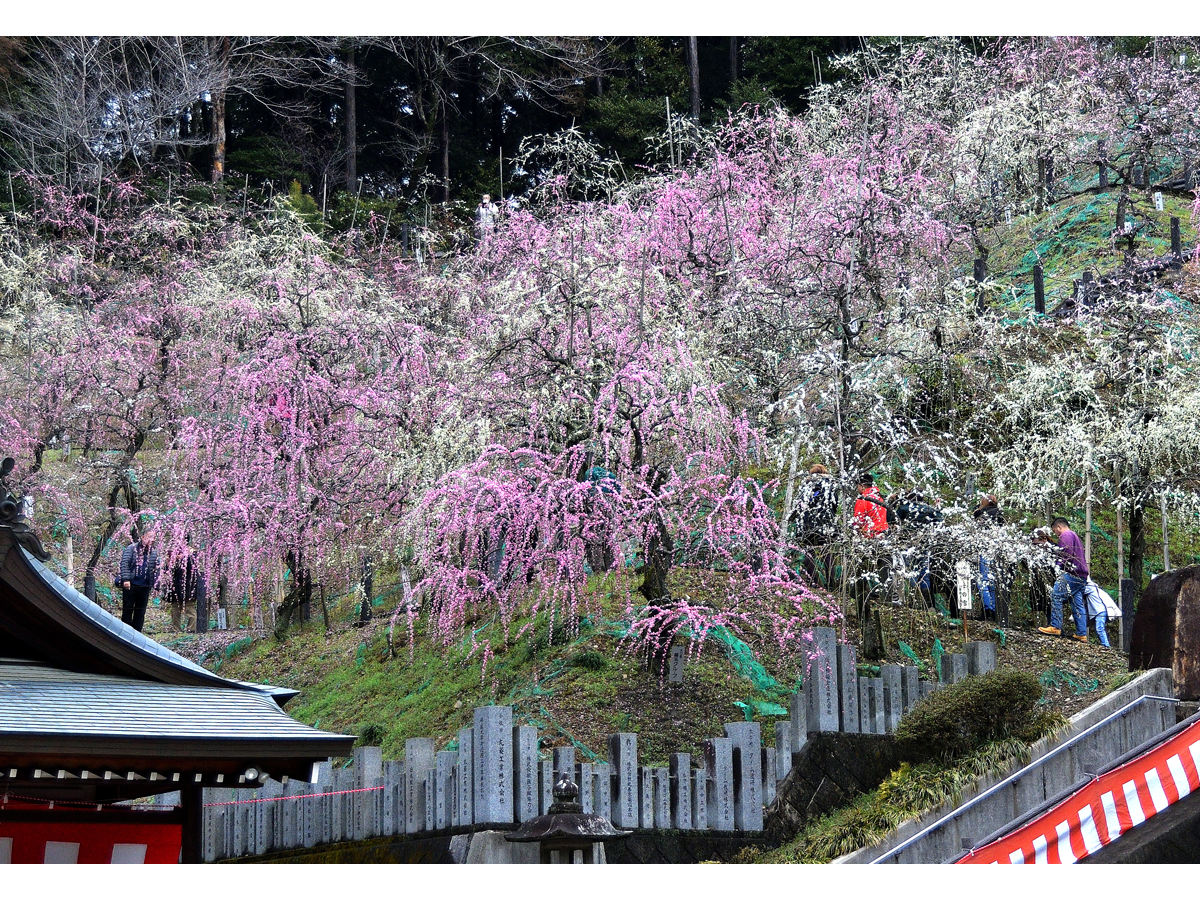 大縣神社梅園　梅花節