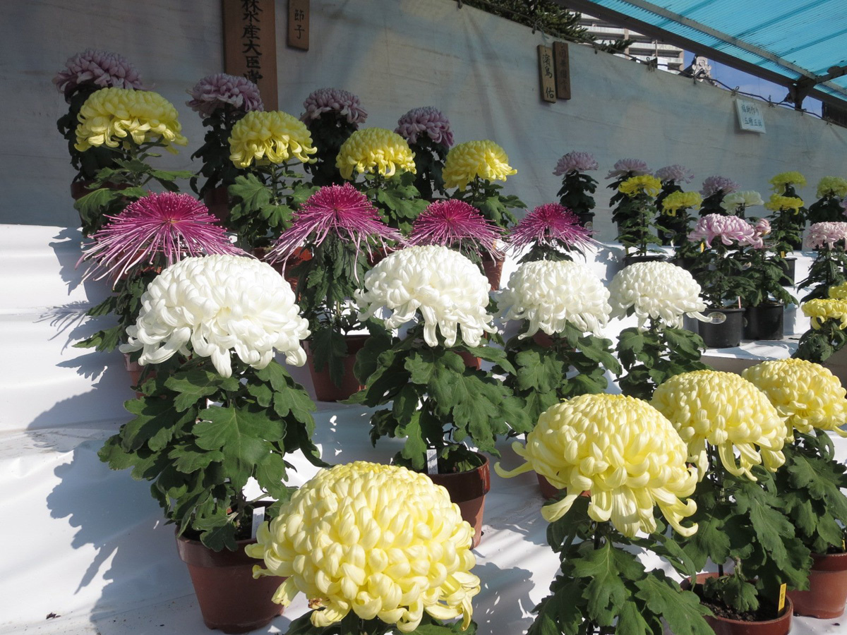 三河の菊まつり