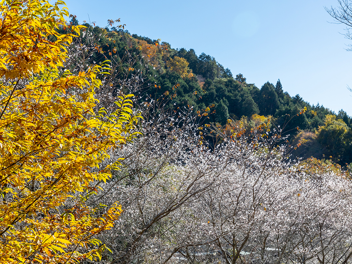 小原ふれあい公園・四季桜