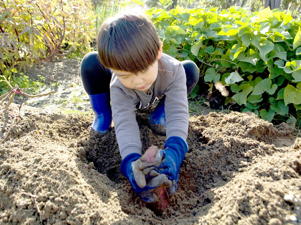 ストロベリーパークみふね　さつまいも農業体験