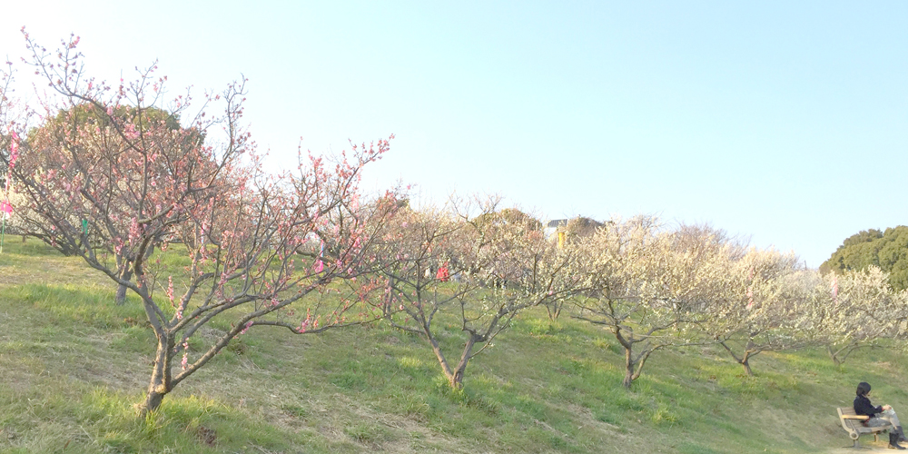佐布里池梅花节