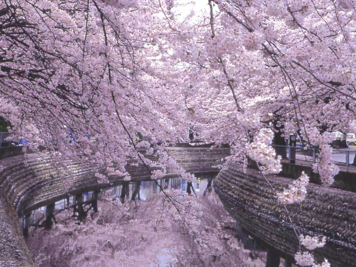 一宮桜まつり　木曽川堤
