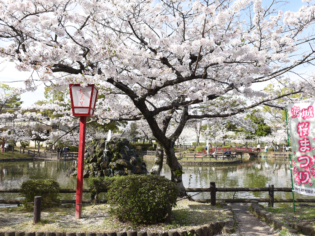 Anjo Cherry Blossom Festival