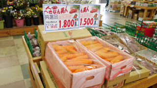 Hekinan Bijin Carrots