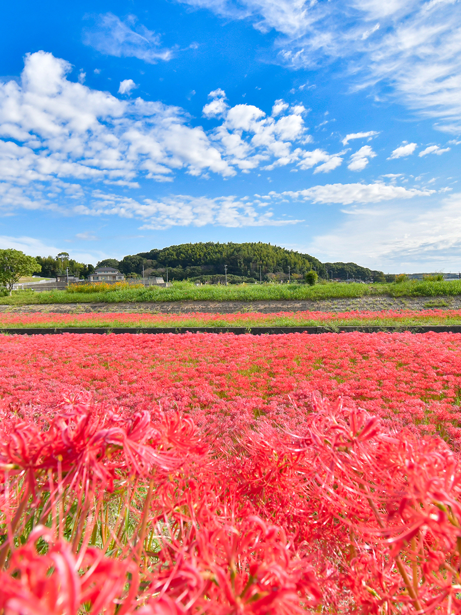 Gon's Autumn Festival