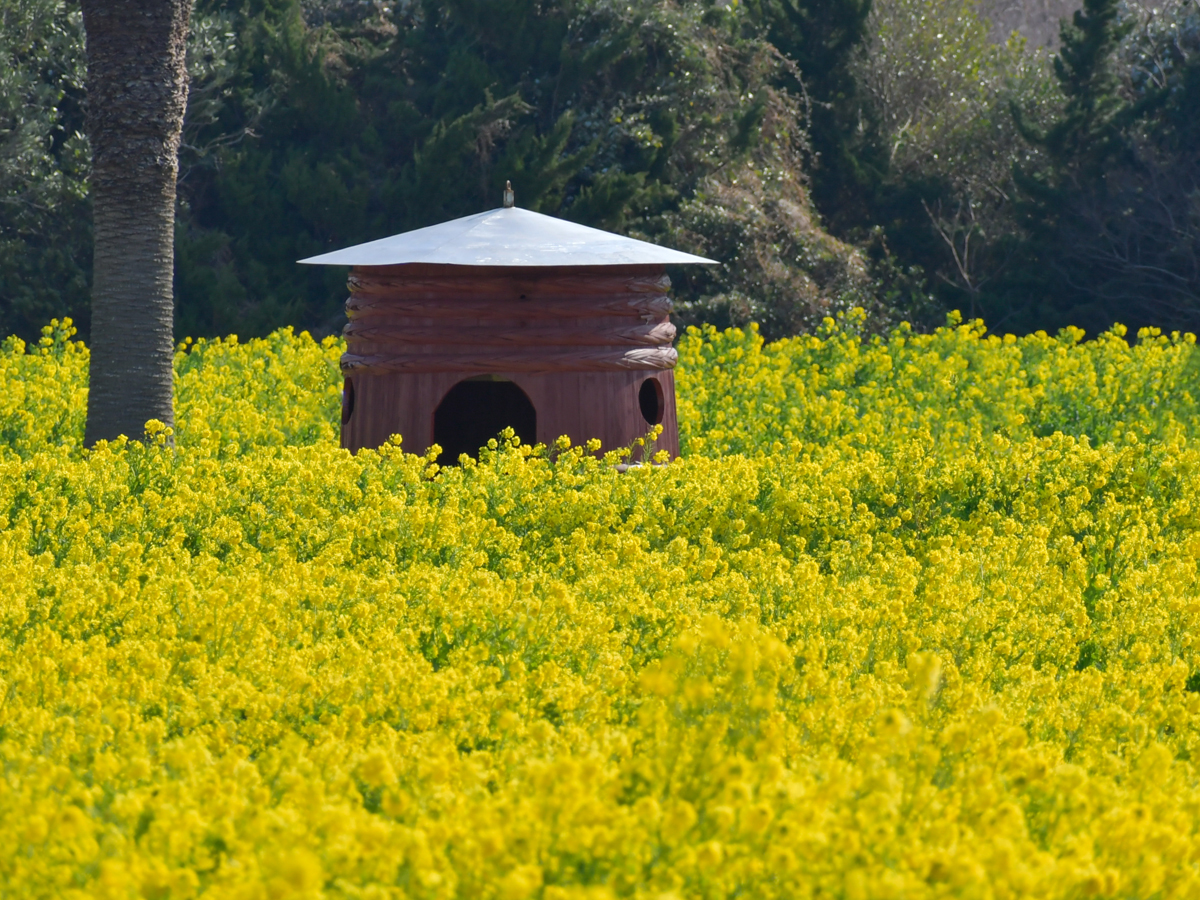 伊良湖菜の花ガーデン