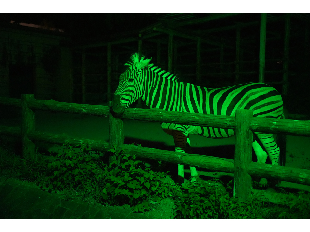 東山動植物園　ナイトZOO＆GARDEN