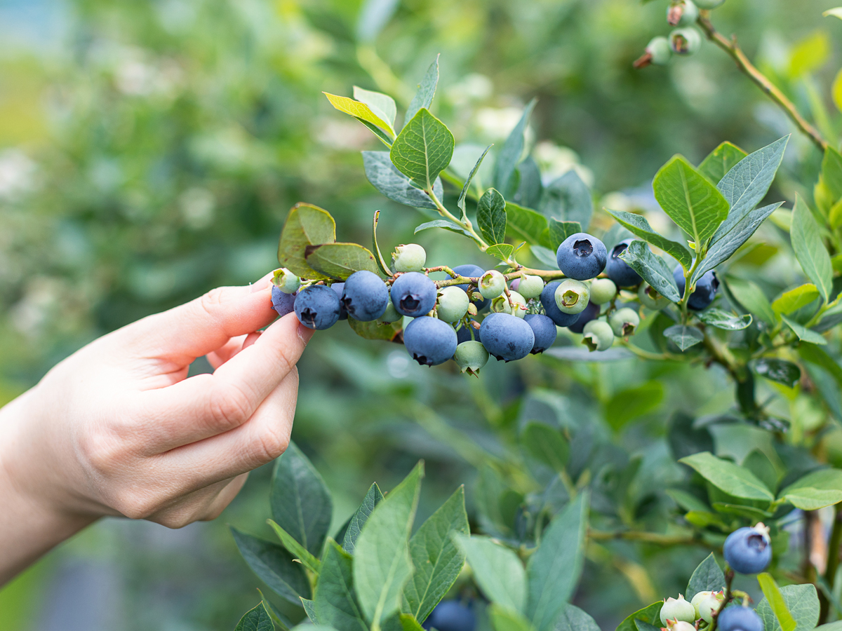 西尾ゴルフ　ブルーベリーファーム