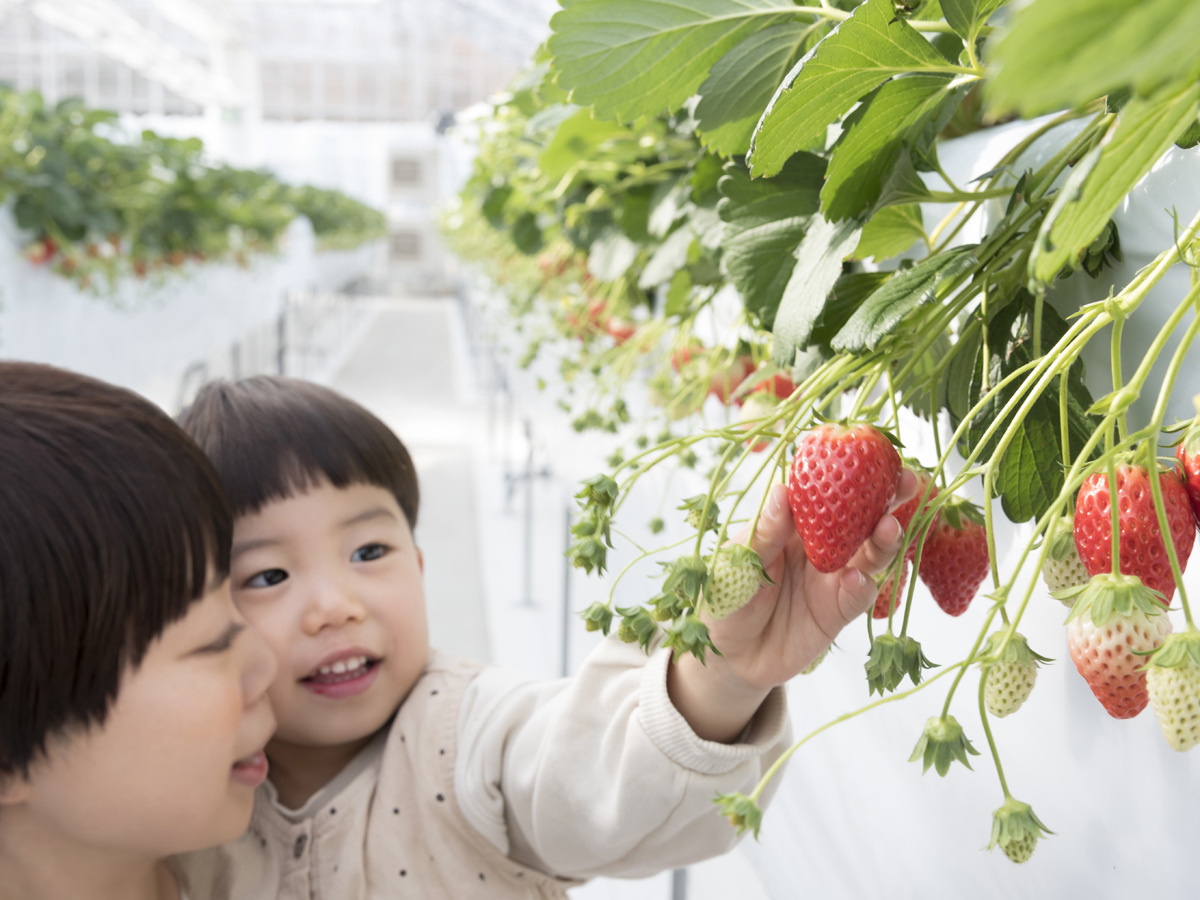 山笑う里　いちご狩り　