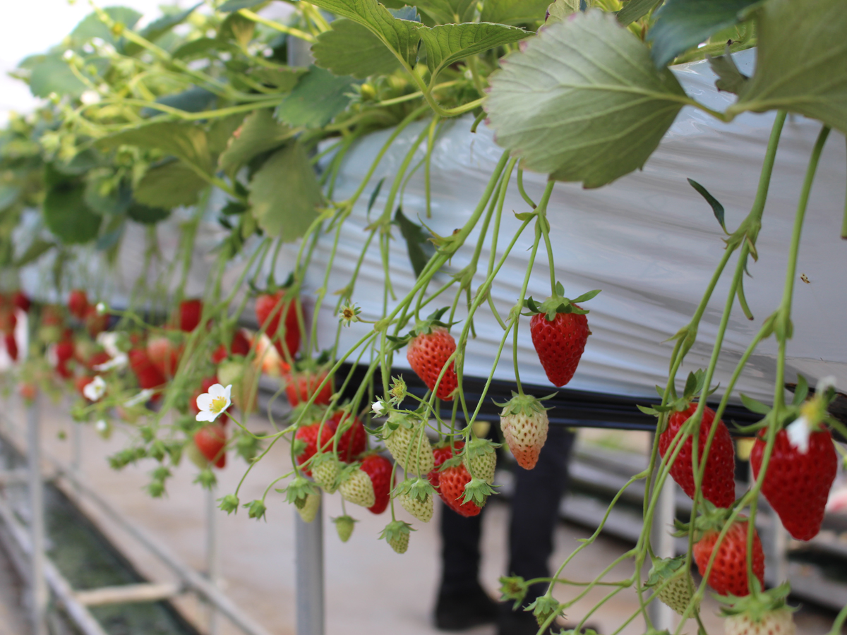 Tourism Farm Hana Hiroba