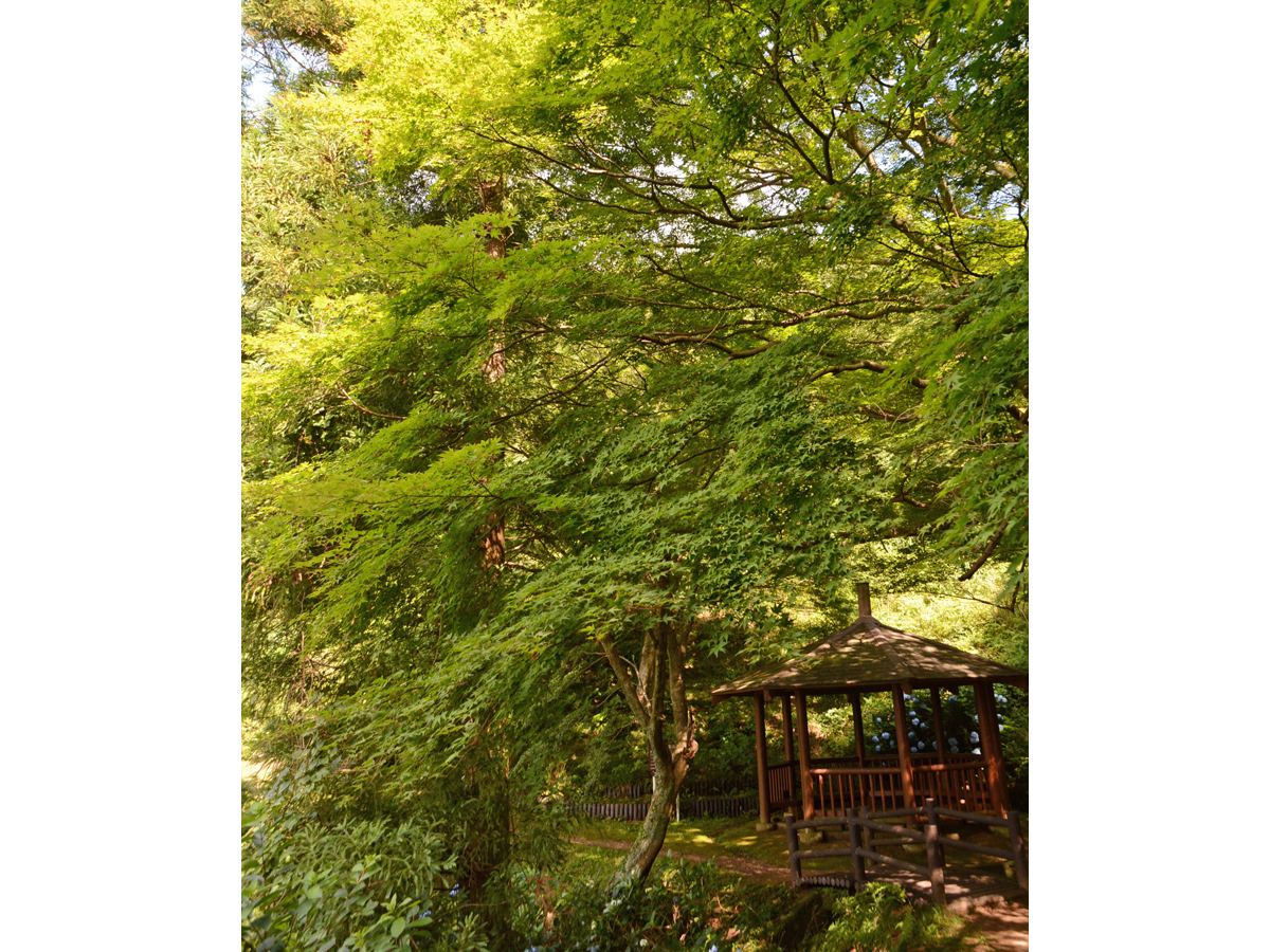 赤坂宿宫路红叶节