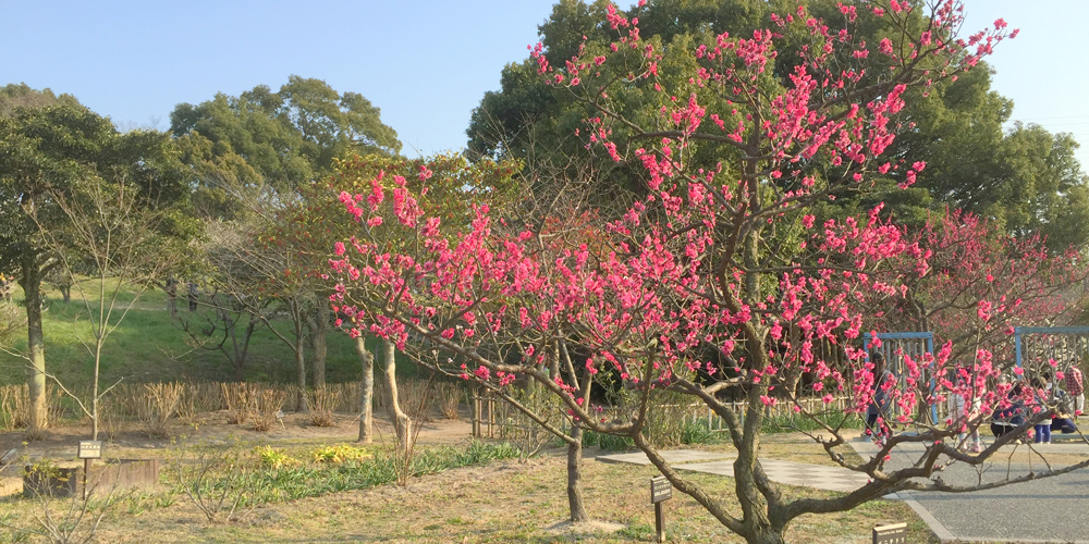 佐布里池梅花节