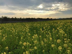 อิราโกะ นาโนะฮานะ การ์เด้น (เทศกาลทุ่งมัสตาร์ด)