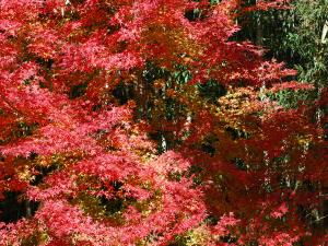 桃太郎公园红叶