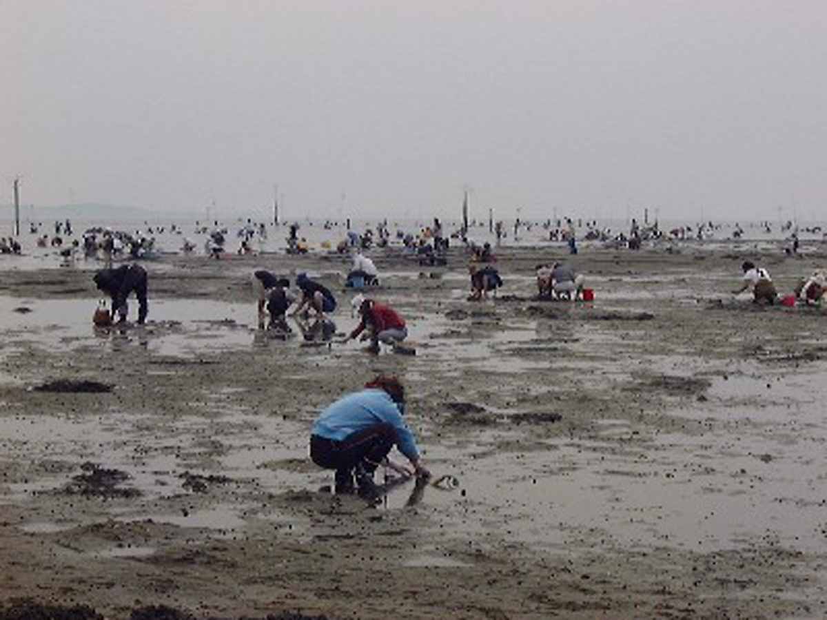 吉田海岸　潮干狩り