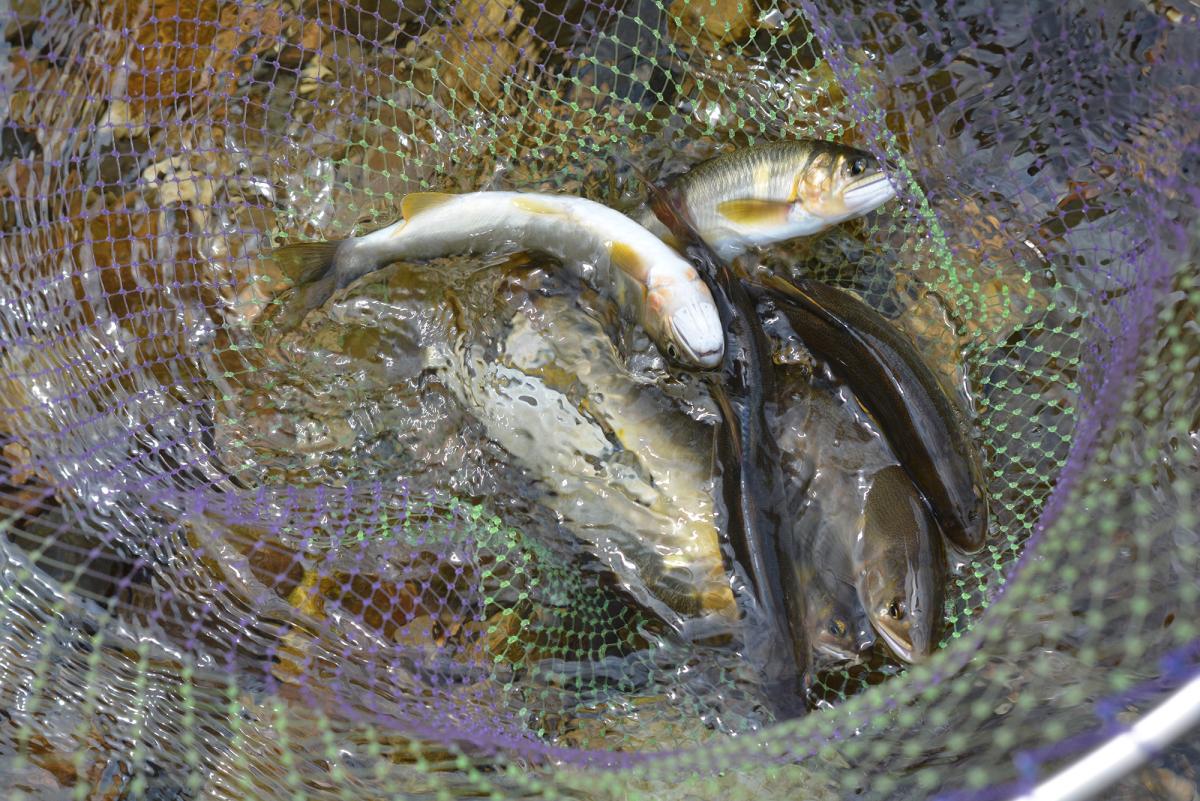 東栄町 日本一の鮎