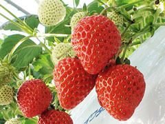 딸기 따기 체험