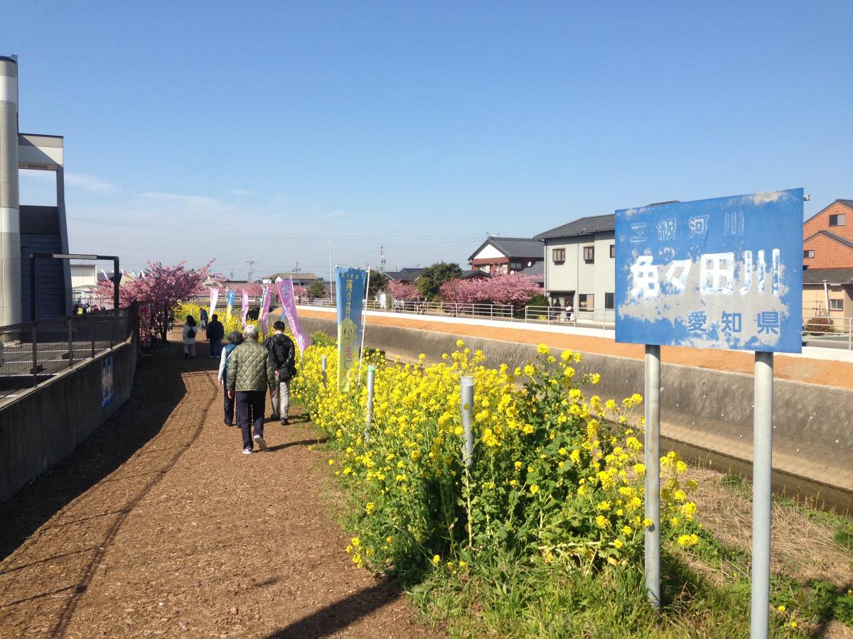 免々田川油菜花和樱花节