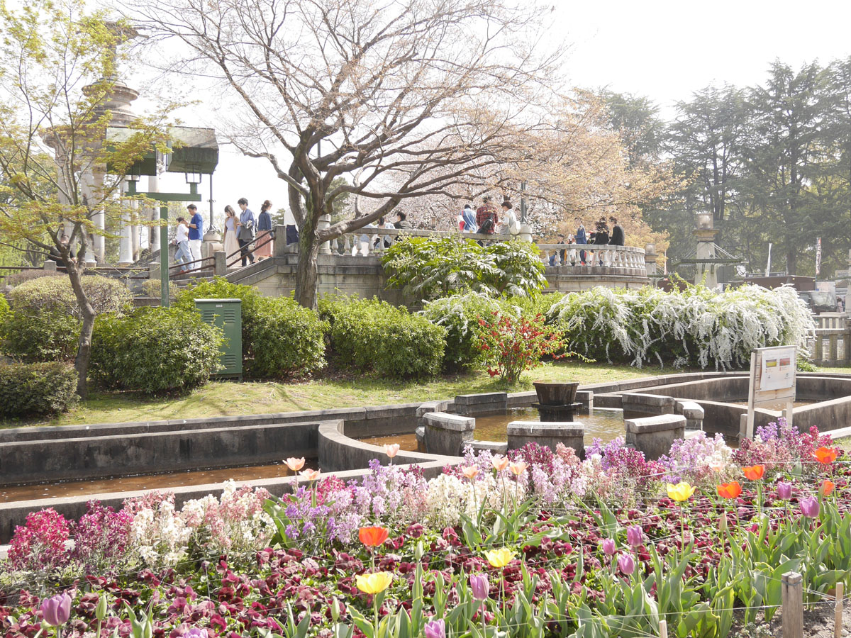 鶴舞公園 桜まつり