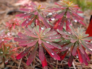 伊良湖　Salala Park