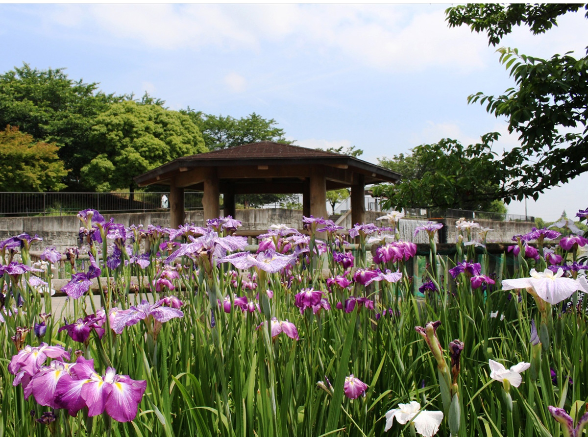 佐屋川創郷公園 ハナショウブ