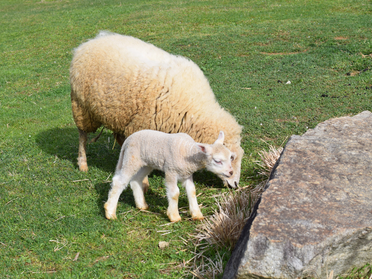 ふれあい牧場　高原ハウス