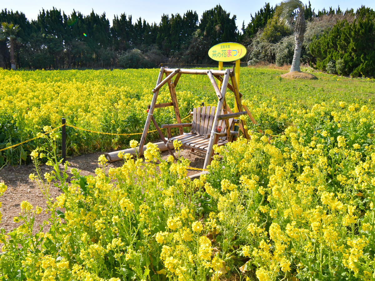 渥美半島菜の花まつり