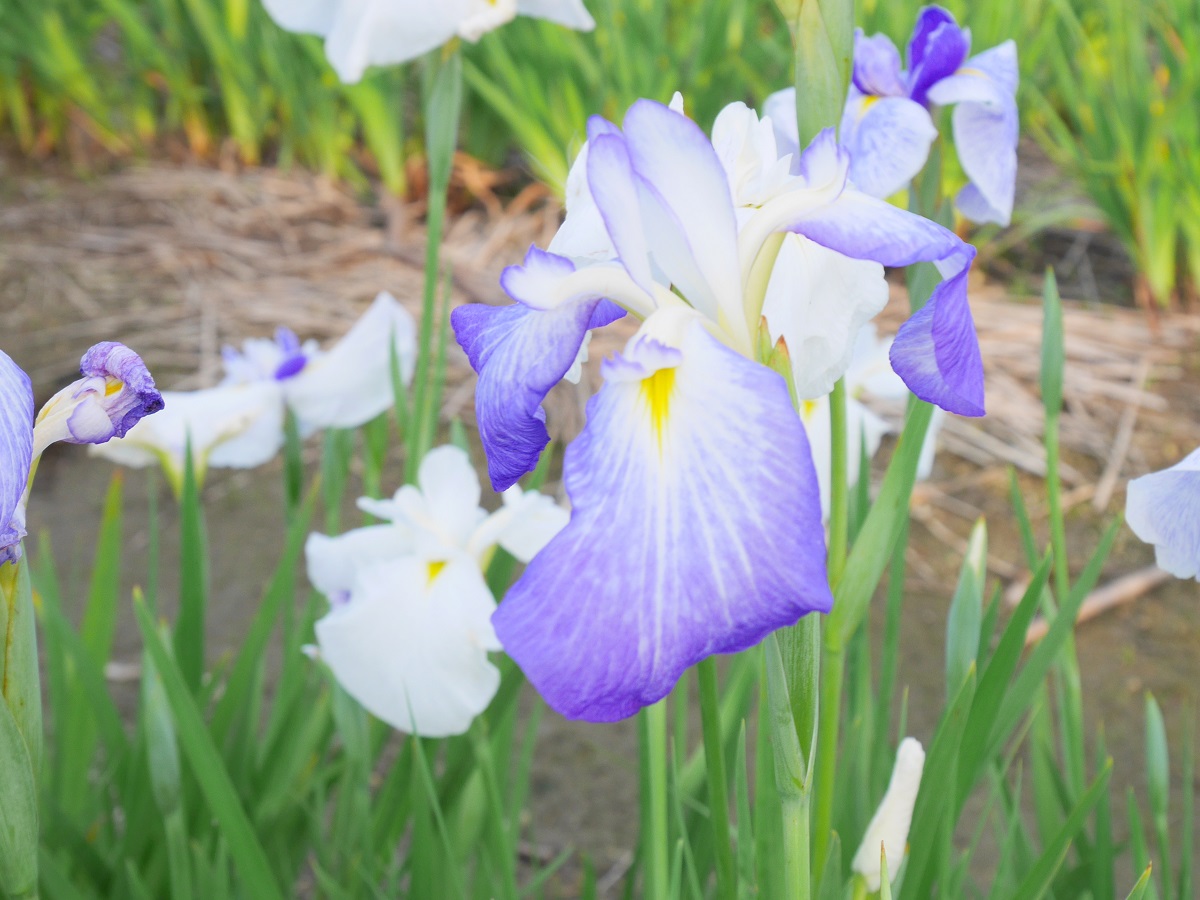 碧南市　花しょうぶまつり